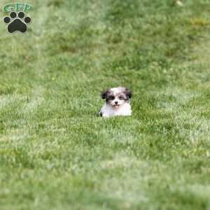 Tobby, Teddy Bear Puppy